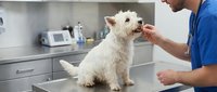 Veterinarian in blue scrubs examining white small dog in clinical setting with medical equipment in background.