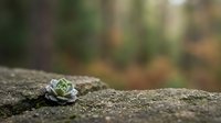 Tiny succulent plant growing on weathered stone surface with blurred forest background, suitable for nature, gardening, and botanical design projects.
