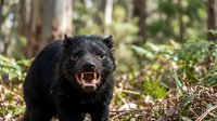 Aggressive Tasmanian devil baring teeth in natural forest habitat with mouth open showing fangs and fierce expression among fallen leaves and vegetation.