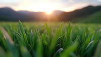 Fresh green grass blades in morning sunlight with mountain silhouettes and sunrise in background, macro nature photography showing dewdrops on grass tips.