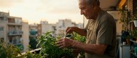 Senior man tending to green plants on urban balcony garden during golden hour sunset, enjoying peaceful gardening hobby in city apartment setting.