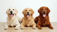 Three golden retriever dogs with different coat colors sitting together on wooden floor against white wall background for pet care and animal companionship concepts.