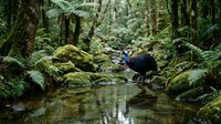 Hiker with backpack crossing mossy stream in lush temperate rainforest with ferns and ancient trees creating serene wilderness adventure scene.
