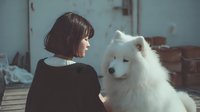 Young Asian woman with short dark hair in black sweater gazing at fluffy white Samoyed dog in atmospheric indoor setting with wooden floor.