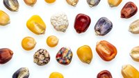 Colorful heirloom corn kernels arranged in a flat lay pattern on white background, showcasing natural variety in shades of yellow, red, purple, and multicolor.