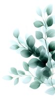 Delicate eucalyptus branches with translucent mint green leaves create an ethereal botanical composition on white background, suitable for wellness and spa designs.
