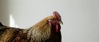 Rooster with brown and golden feathers and red comb against neutral background, suitable for poultry farming, agriculture, and livestock content.