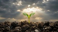 Young green plant seedling emerging from dark soil against dramatic cloudy sky with sunbeams breaking through clouds symbolizing growth and new beginnings.
