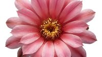 Pink gerbera daisy with golden yellow stamen isolated on white background, suitable for floral design, greeting cards, and botanical artwork.