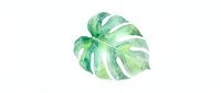 Watercolor monstera leaf with natural green tones and organic holes, isolated on white background for design projects, botanical illustrations, and decorative applications.