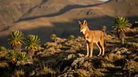Ethiopian wolf standing on rocky outcrop in highland landscape with giant lobelia plants during golden hour sunrise in African wilderness habitat.