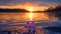 Delicate purple flower floating on rippling water surface at sunset, golden sun reflection creates magical atmosphere over tranquil lake with silhouetted shoreline.