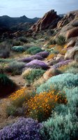 Desert landscape with vibrant wildflowers blooming among rocky terrain, featuring purple, orange, and sage green vegetation against rugged mountain backdrop.