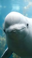 White beluga whale swimming underwater with gentle expression in blue ocean water showcasing marine mammal wildlife conservation and aquatic ecosystem biodiversity.