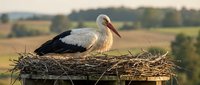 White stork standing in large nest made of twigs and branches during golden hour sunset with rural countryside landscape in soft focus background.