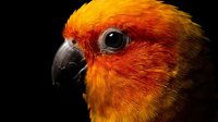 Vibrant orange and yellow sun conure parrot head portrait with detailed feathers and dark eye against black background for wildlife photography.
