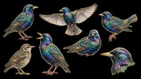 Iridescent hummingbirds and starlings isolated on transparent background, ready for t-shirt design, clipart, stickers, sublimation and print-on-demand projects.