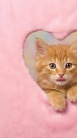 Adorable orange tabby kitten peeking through heart-shaped hole in soft pink blanket with curious expression and bright eyes for pet care concepts.