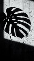 Dramatic monstera leaf shadow cast on textured concrete wall creating striking black and white contrast for modern interior design and botanical decor concepts.