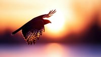 Majestic eagle soaring against golden sunset sky with wings spread wide, silhouetted bird of prey in flight over serene water reflection at dusk.