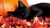 Black cat sleeping peacefully among vibrant autumn maple leaves next to orange pumpkin, creating cozy fall season atmosphere for Halloween and harvest decorations.