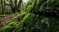 Vibrant green moss covering ancient tree trunk in lush forest ecosystem. Natural woodland texture for environmental and nature conservation projects.