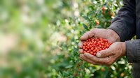 Farmer's hand holding freshly harvested red currants in palm against blurred green foliage background. Agricultural harvest and organic farming concept.