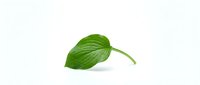 Isolated green leaf with stem on white background, suitable for botanical designs, packaging, and eco-friendly branding projects.