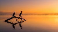 Two cormorants perched on a branch extending over calm water at sunrise, silhouetted against golden sky with reflections below, conveying wildlife and nature themes.