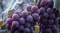 Frost-covered red grapes hanging on vine with ice crystals, winter harvest season, frozen fruit agriculture.
