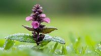 Purple flower spike of ajuga reptans with water drops on leaves against soft green natural background in spring garden, macro photography.