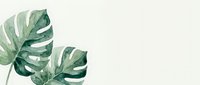 Watercolor monstera leaves on light background with copy space for tropical botanical design projects and natural home decor applications.