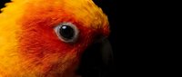 Vibrant sun conure parrot close-up portrait with striking orange and yellow plumage against a dark black background, showcasing detailed feathers and eye.