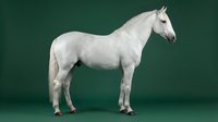 White horse standing in profile against green background for equestrian photography and livestock documentation projects.