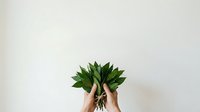 Hands holding fresh green leafy bunch against white background, isolated botanical element for eco-friendly design projects and wellness concepts.