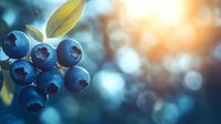 Fresh ripe blueberries with green leaves on blurred natural background with golden sunlight and bokeh effect, macro photography for food design.