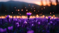 Dreamy purple lavender field at sunset with glowing bokeh lights and magical atmosphere, soft focus floral landscape for wellness and relaxation themes.