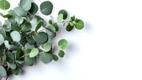 Fresh eucalyptus branches with round silver-green leaves arranged on white background, perfect for wedding decor and botanical styling.