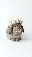 Adorable gray lop-eared rabbit wearing pink and white flower crown on clean white background for Easter and spring celebrations.