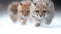 Majestic lynx cats walking in snow with intense focused gaze, shallow depth of field creates dramatic wildlife photography effect. Predators moving forward.