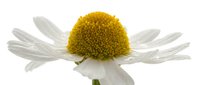Daisy flower with white petals and yellow center isolated on white background, ready for design projects, web graphics, and botanical illustrations.
