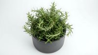 Fresh rosemary herb plant in modern black pot isolated on white background for culinary cooking and kitchen garden design projects.