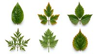 Collection of six different green leaves isolated on white background for botanical design projects and nature-themed graphics.