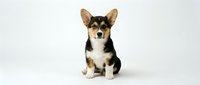 Adorable tricolor Corgi puppy sitting on white background, perfect for pet care marketing, veterinary services, and animal lover designs.