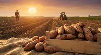 Fresh harvested potatoes in wooden crate at sunset with farmer and tractor in agricultural field. Organic farming and crop production concept.