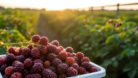 Fresh organic raspberries in white bowl at sunset in vineyard rows. Golden hour light illuminates ripe berries for healthy eating and farm harvest concepts.