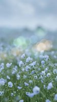 Delicate blue flax flowers blooming in natural field with soft bokeh background creating dreamy spring meadow atmosphere for wellness and nature concepts.