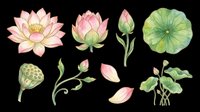 Watercolor lotus flower set with blooms, buds, petals, seed pod, and leaves, isolated on transparent background. Great for stickers, t-shirt design, and print on demand.