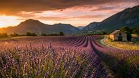 Lavender field at sunset with purple flowers in rows, mountains and farmhouse in background, golden hour light creating warm atmospheric landscape scene.