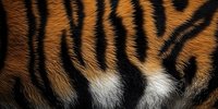 Close-up of tiger fur texture showing orange, black, and white stripes pattern. Natural animal skin background for wildlife and nature designs.